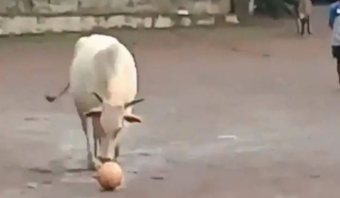 मैदान में जब गाय खेलने लगी फुटबॉल, वीडियो हो गया वायरल