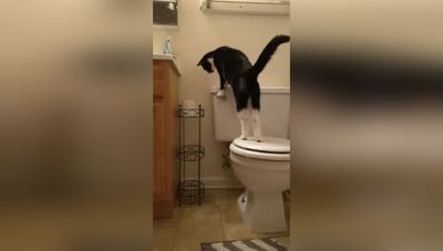 पालतू बिल्ली की वजह से आता है इनके घर के Water Bill ज्यादा