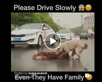 इस वीडियो को देखकर शायद आप गाडी धीरे चलाए, देखिए वीडियो