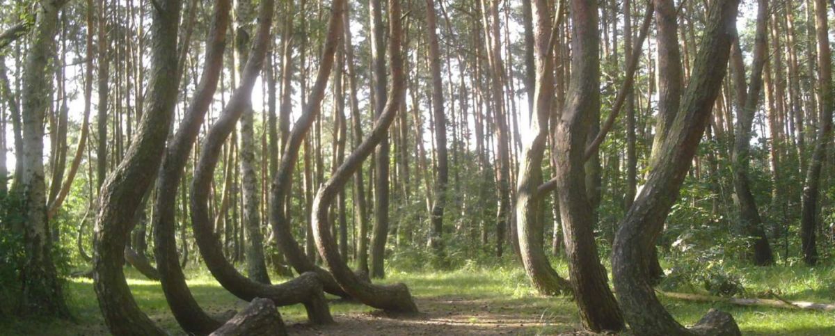 World's most mysterious forest where hundreds of people disappeared