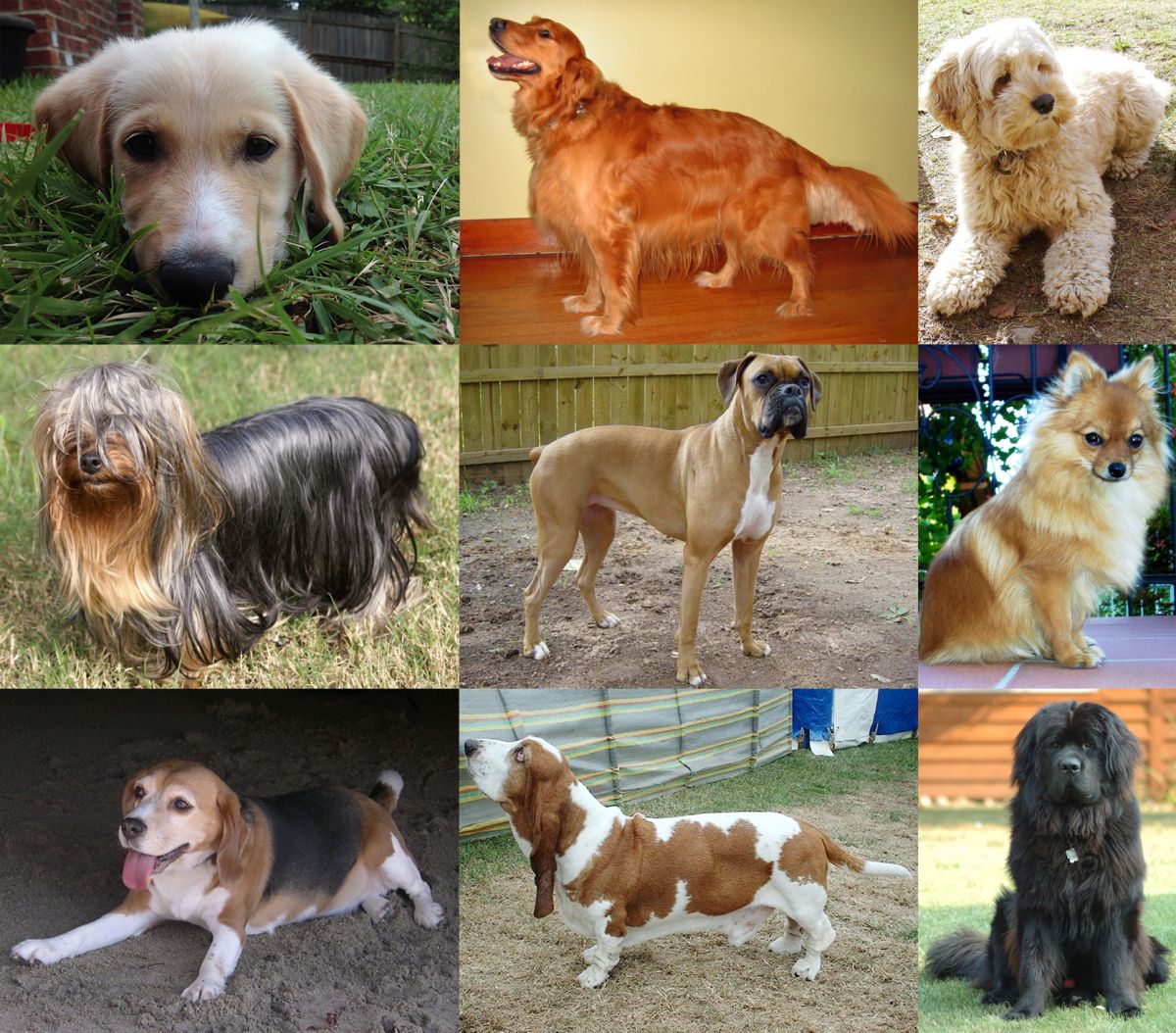 World Zoonoses Day: Love Your Pets till  Live  but Keep These Things In Mind