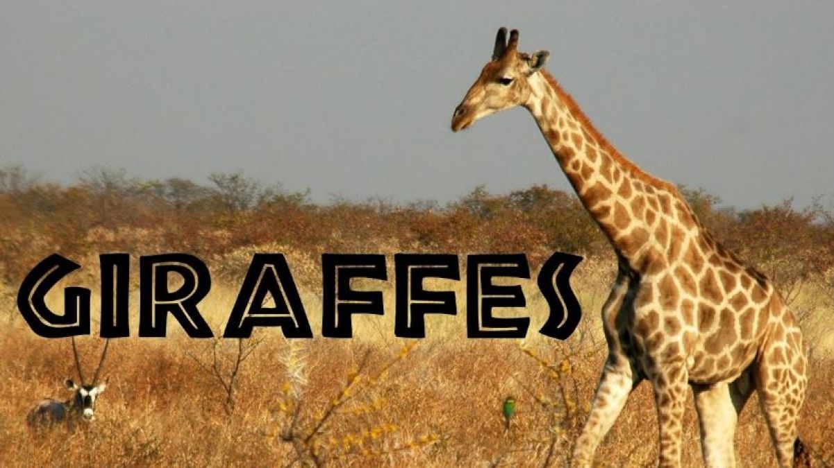Giraffe Takes Just 30 Minutes of Sleep, See other Facts