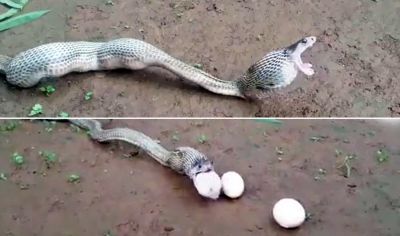 Video : मुर्गियों को मारकर सांप ने निगले उसके अंडे और फिर..