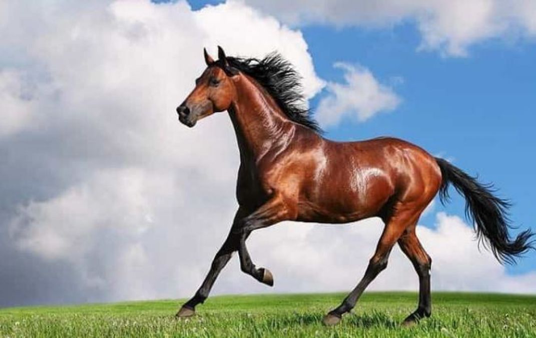 घोड़े का पहला साल होता है इंसान के 12 साल के बराबर, जानिए रोचक तथ्य
