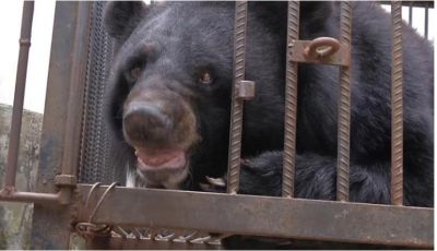 Here The Bear Receives A Life Sentence, That Was The Mistake