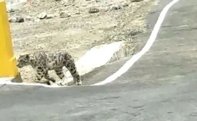 Snow leopard snapped at an altitude of 12000 feet
