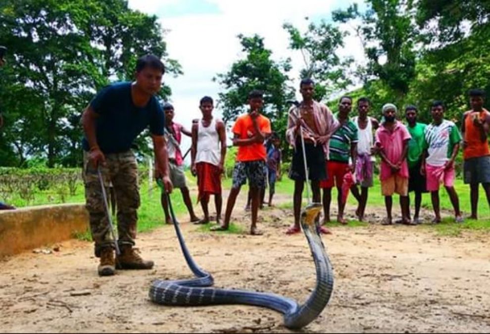 14 ft tall King Cobra found in tea gardens, people get terrified!