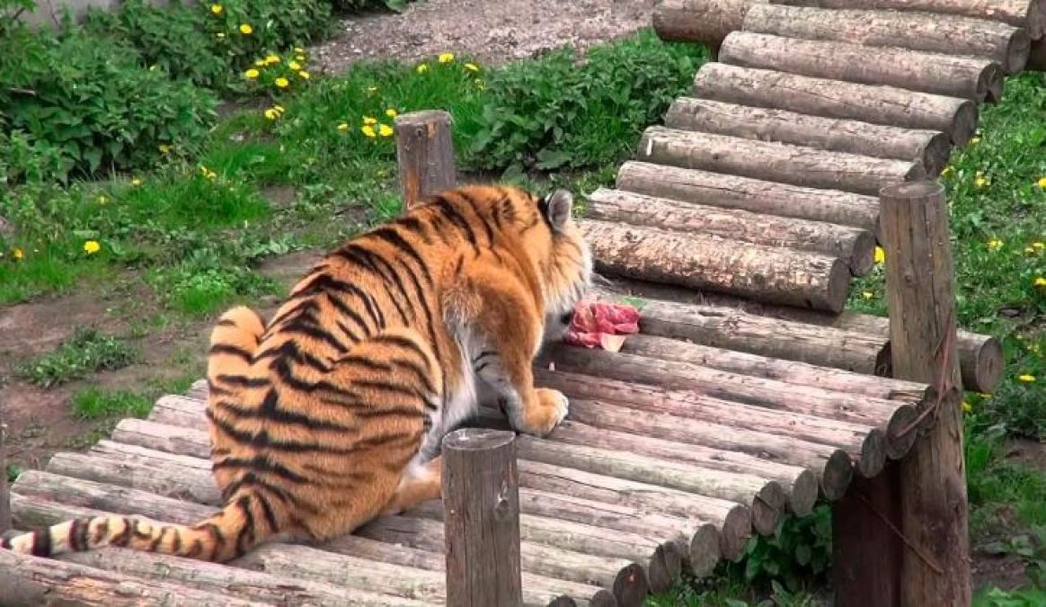 Video: Girl went to feed Tiger, Animal attacked and then...