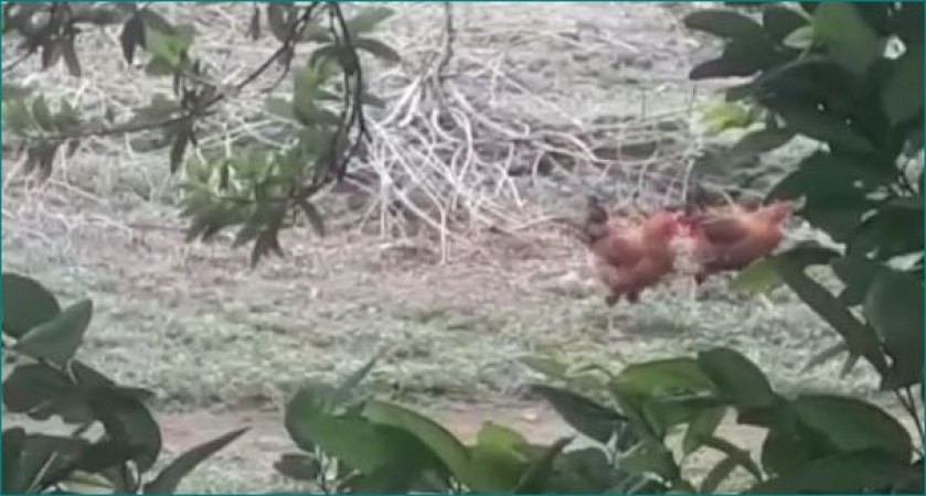 पत्थर मारकर पड़ोसी ने तोड़ दी मुर्गी की टांग, दर्ज हुआ केस