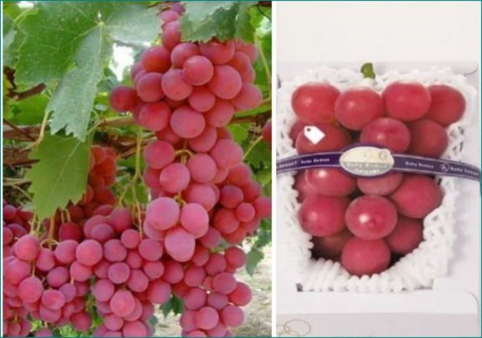 This is the world's most expensive grapes, one worth thousands
