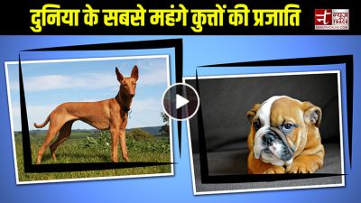 Video: इन कुत्तों की कीमत सुनकर हैरान हो जाएंगे आप