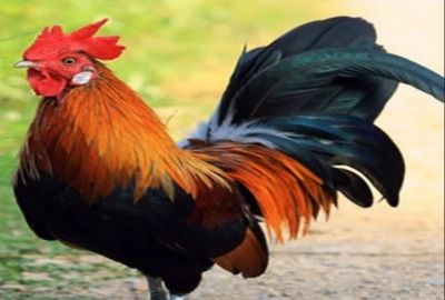 People troubled by a rooster, the case filed