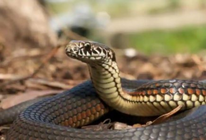 Highest incidence of snakebite occurs during monsoon season: Study