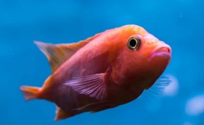 This fish looks like humans, pictures goes viral