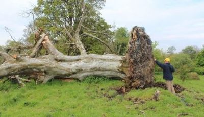 A 215-year-old tree that fell from a storm, a shocking thing came from the root!