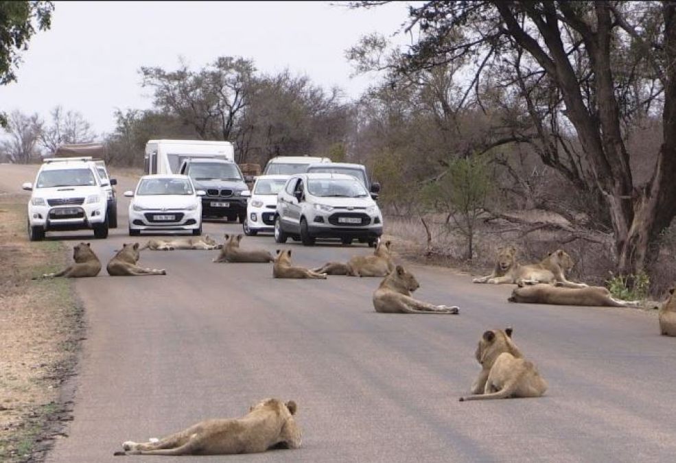 The lionesses were relaxing on the roads which lead to traffic jam and then...