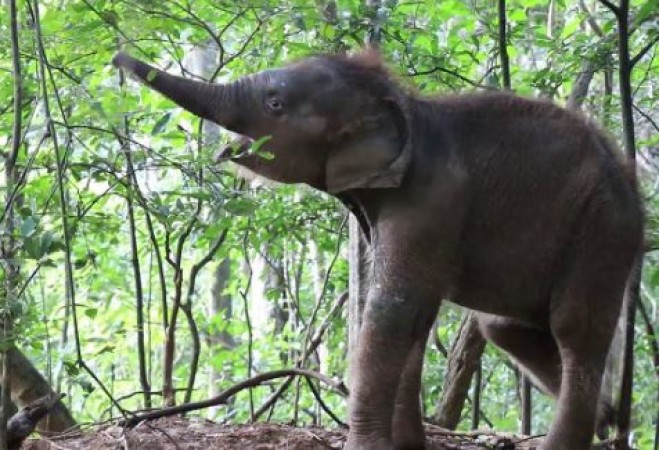 Elephant wanted to swing but happen next is surprising, watch viral video here