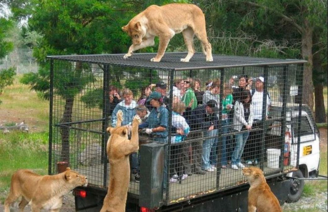 These Zoos are Unique and Dangerous, Lions mounted on Cage