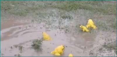 Frogs change colour in rainy season to attract females, watch video here