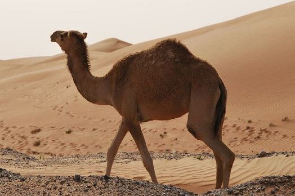 Camel Can Drink 100 Liter Of Water At A Time Know Other Amazing Facts Newstrack English 1