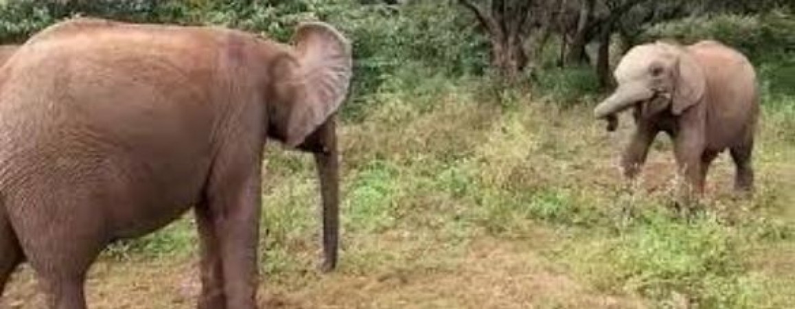 elephant calves fight for the tasty branch, watch video here