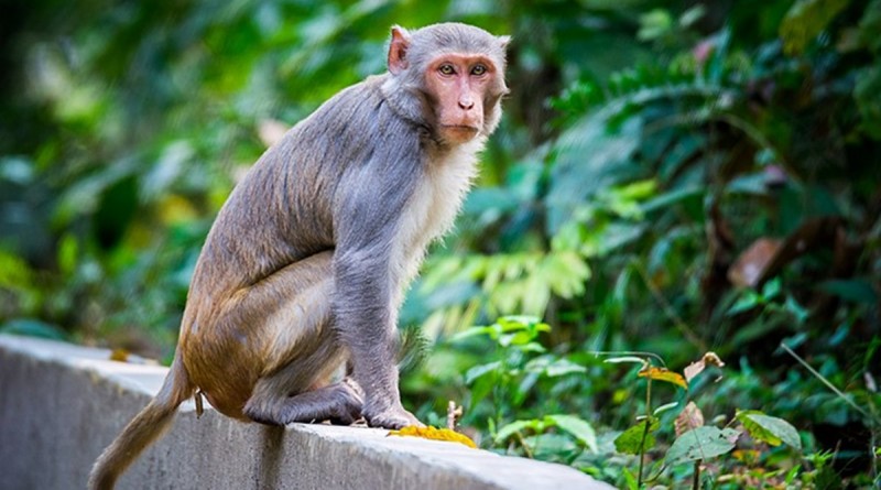 कर्नाटक के कोलार में मृत मिले 20 बंदर