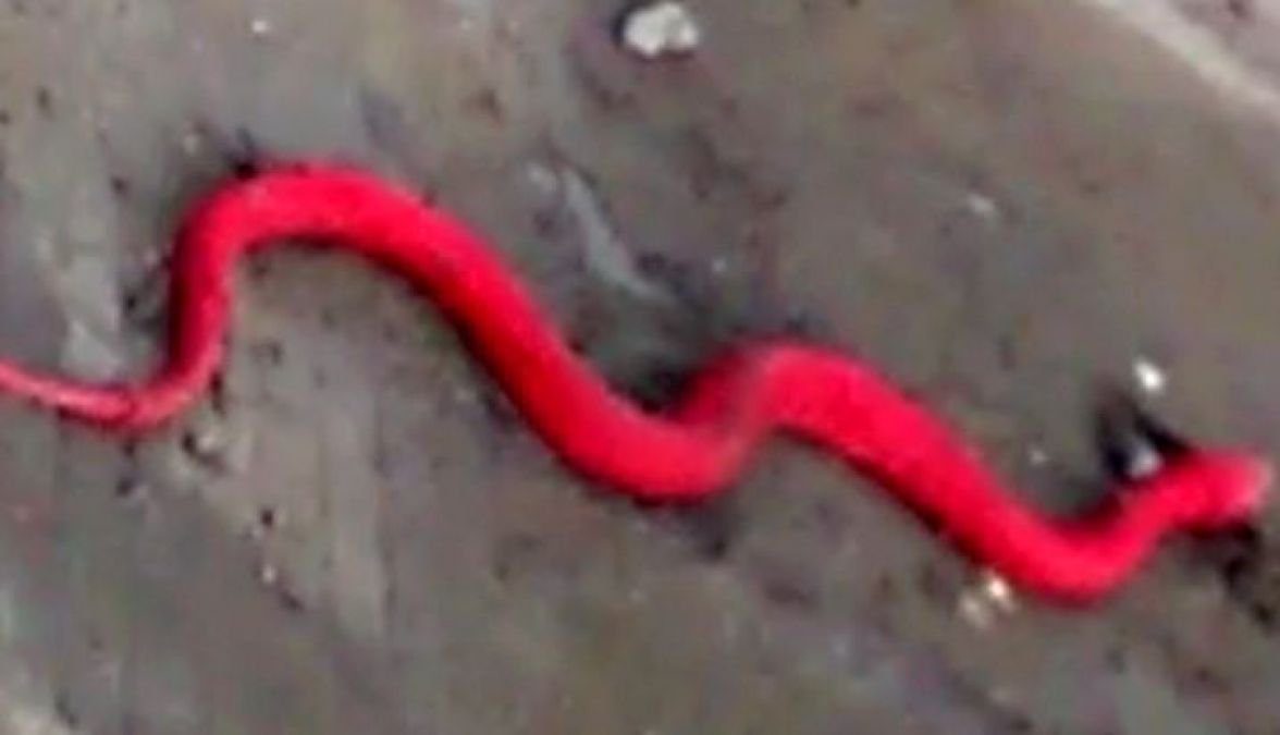 इंदौर में दिखा लाल रंग का सांप, जानें क्या है वायरल वीडियो का सच