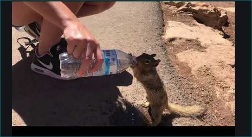 Video: प्यासी गिलहरी को युवक के हाथ में दिखी पानी की बॉटल गई और...