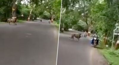 लोगों से व्यस्त रोड को पार करता दिखा जंगल का राजा, वायरल हुआ वीडियो