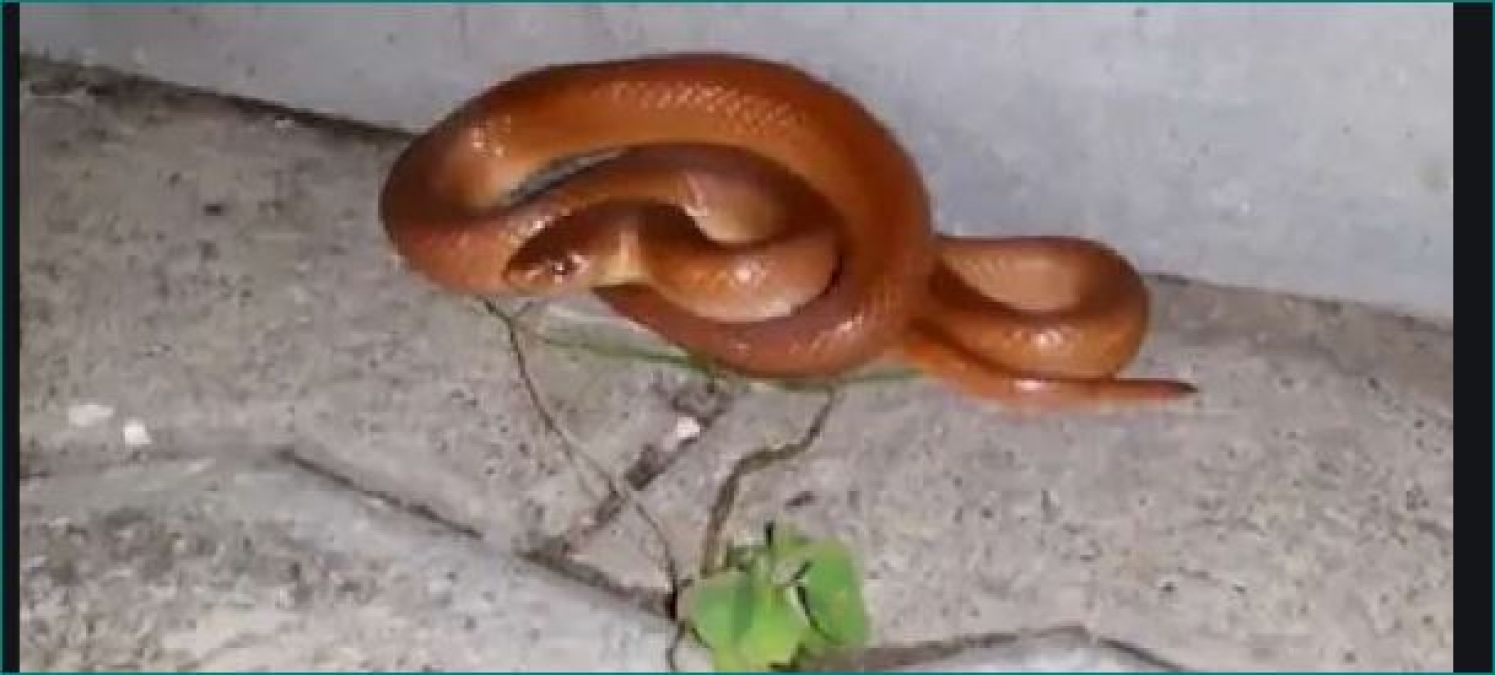 This rare species of snake appeared in Sawan after 82 years