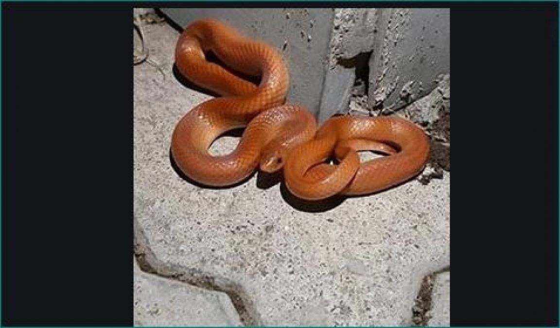 This rare species of snake appeared in Sawan after 82 years