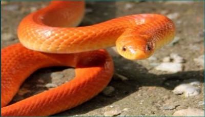 This rare species of snake appeared in Sawan after 82 years