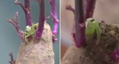 Video: Human-faced spider's video is going viral on social media, check it out here