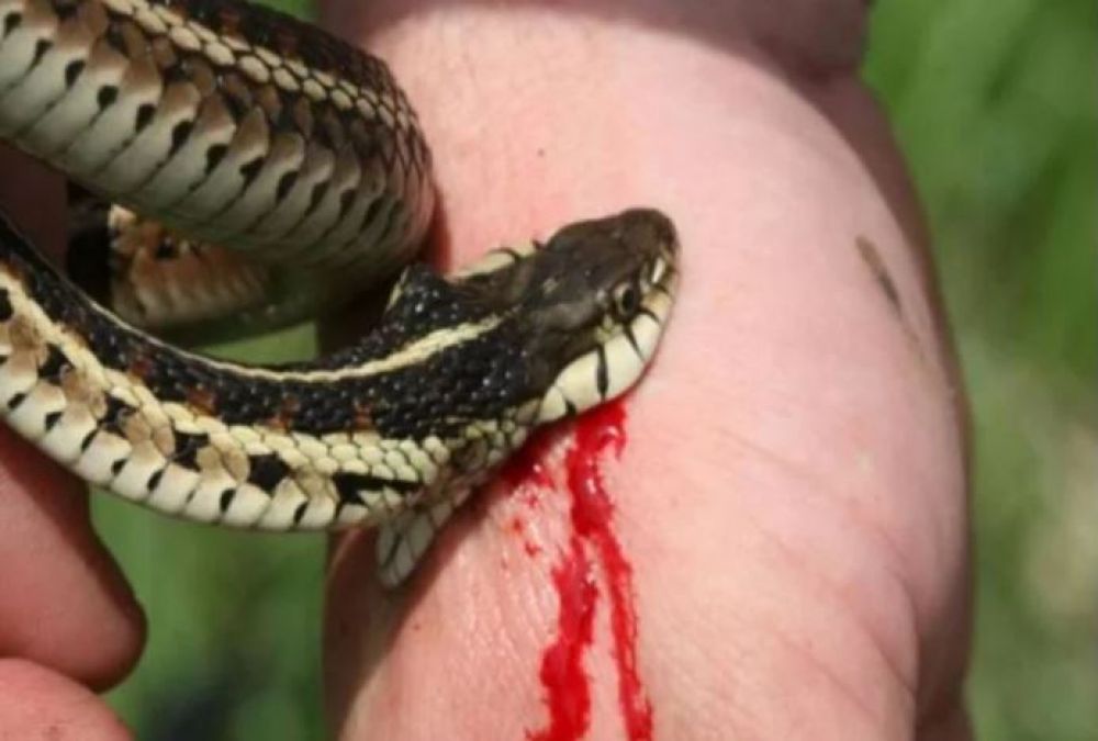 Snake got in trouble on beating an Elderly man
