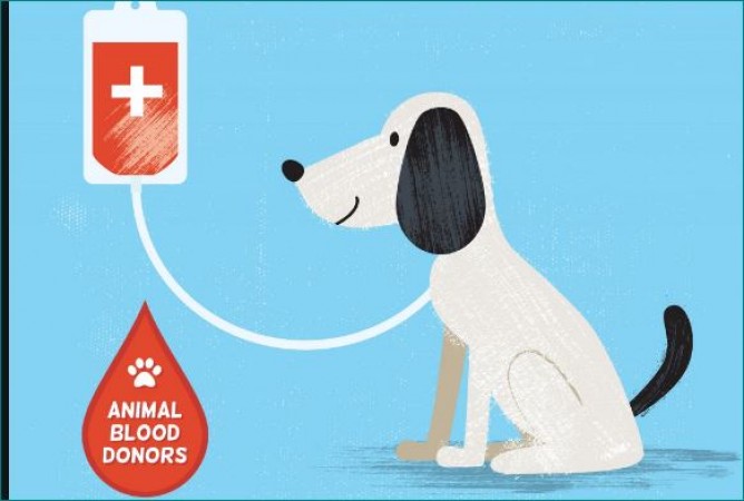 Dog and cat blood bank runs in this country