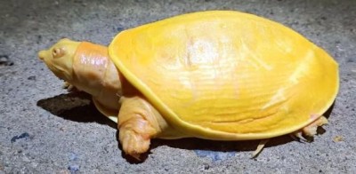 A rare turtle found in Odisha, you will be surprised to see color