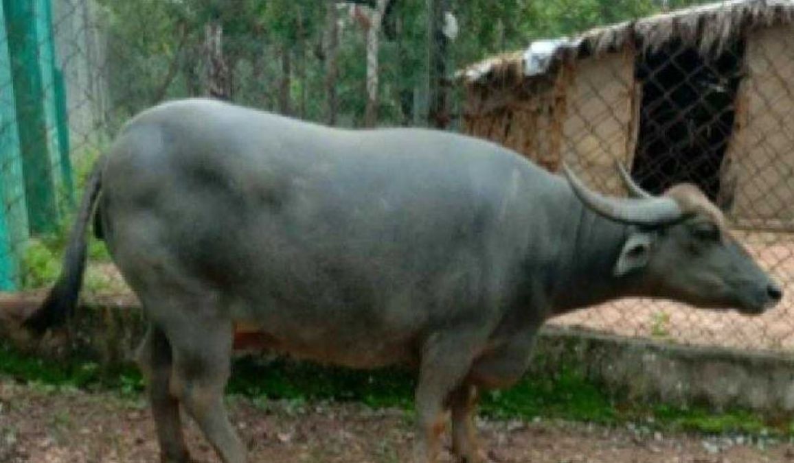 This Village Celebrates Buffalo's Pregnancy, know the Reasons!