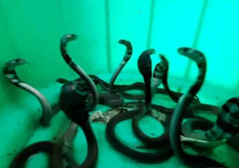 जब दूकान से निकले 15 कोबरा, लोगों के के उड़े होश
