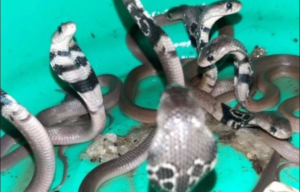 जब दूकान से निकले 15 कोबरा, लोगों के के उड़े होश