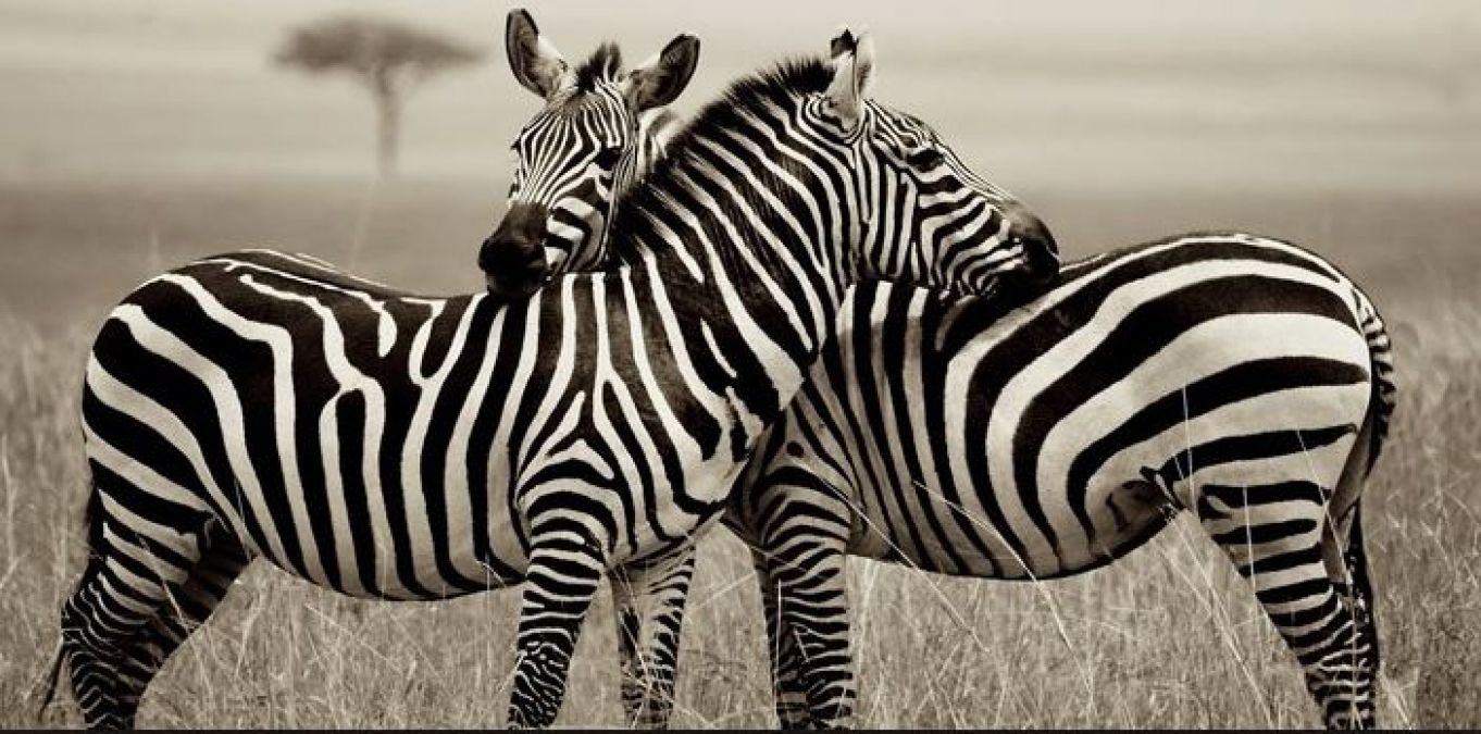 Amazing Facts: this you probably don't know about Zebras
