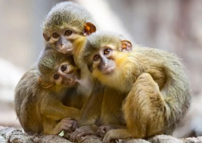 Monkeys worth just 1 kilogram were found here 42 million years ago!