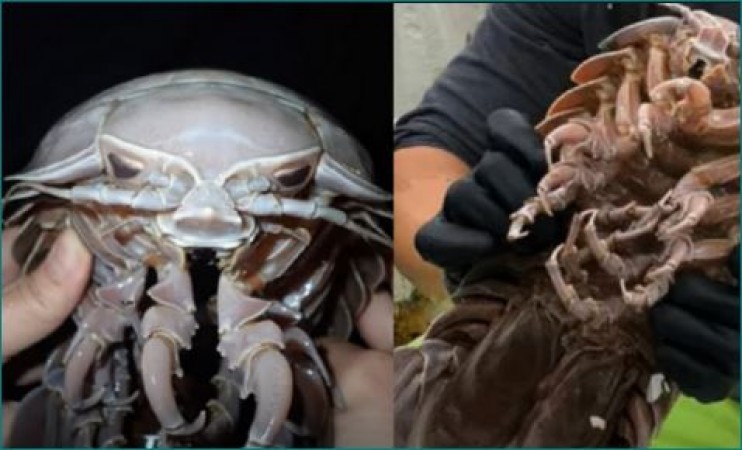 14-foot peculiar cockroach found in Indian Ocean