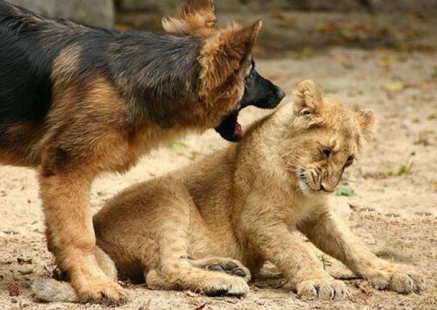 अपने मालिक की जान बचाने के लिए तीन-तीन शेरों से लड़ पड़ा कुत्ता