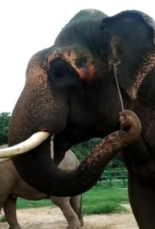 Elephants use a piece of twig to scratch ear and mouth