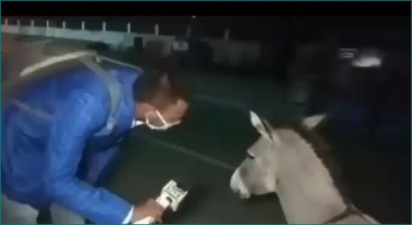 Donkey's interview goes viral, the reporter asks 'Why you haven't wear mask ?'