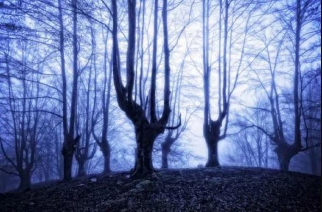 The world's scariest forest will make feel haunted!