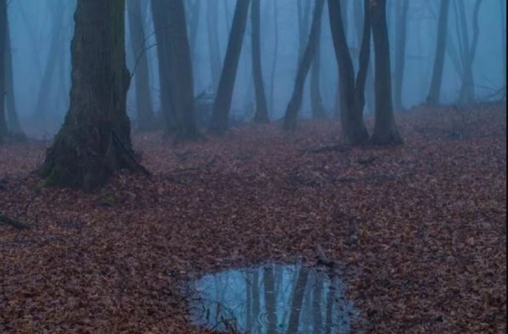 The world's scariest forest will make feel haunted!