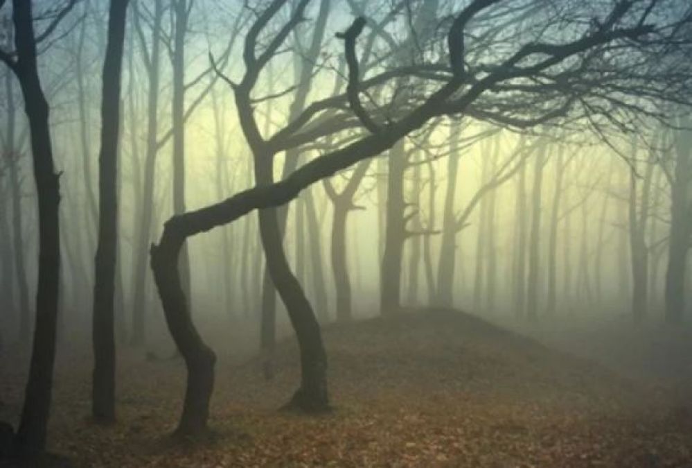The world's scariest forest will make feel haunted!