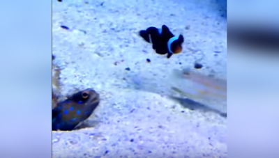 इस तरह मछलियों को लड़ते कभी नहीं देखा होगा आपने, देखिये इस वीडियो में