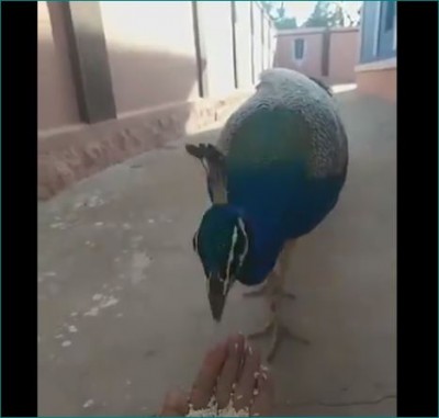 Peacock with 5 feet long tail eating rice, mesmerising video surfaced